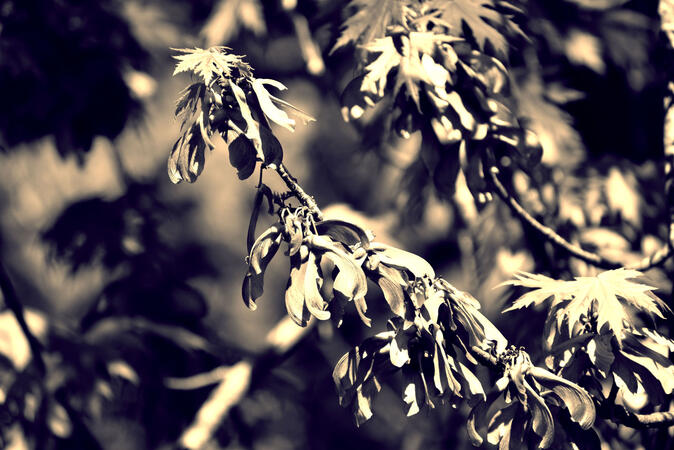 Flowers @ NCHS (added a split-tone feeling w/Photoshop)