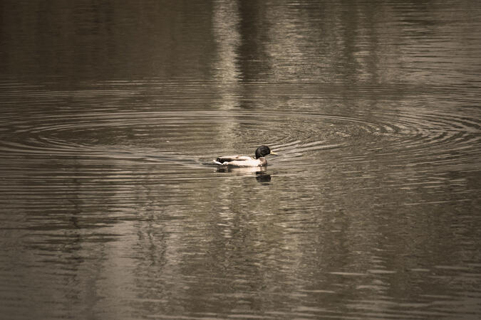 Ducks @ Naperville Quarry (sepia filter w/Photoshop)