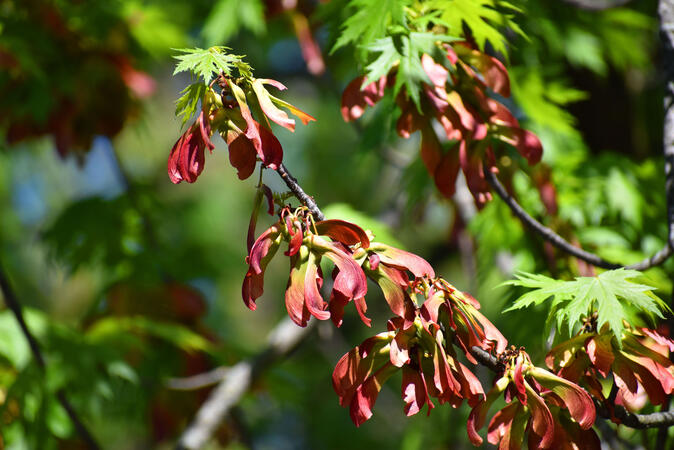 Flowers @ NCHS (added contrast)